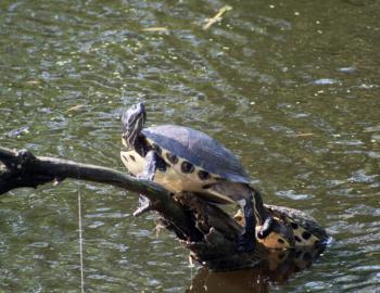 Yellow bellied sliders on a tree branch showing why they are called yellow bellied.