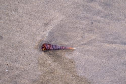 auger shell on the sand