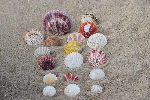 calico scallop shells on beach