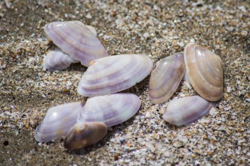 coquina shells on beach