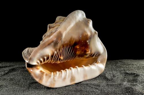helmet sea shell