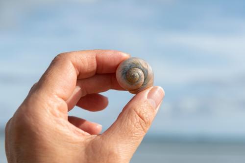 person holding a moon snail sea shell