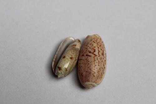 olive seashells