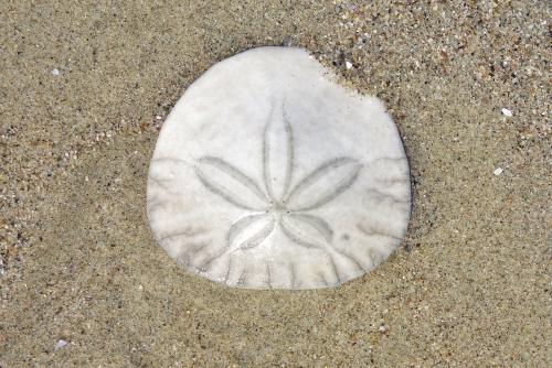 sand dollar on the beach
