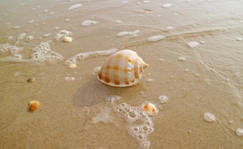 scotch bonnet shell on beach