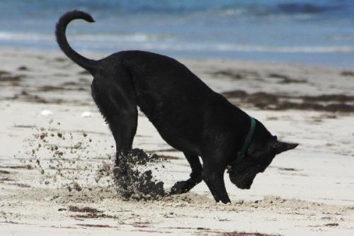 A dog digs on an Outer Banks beach