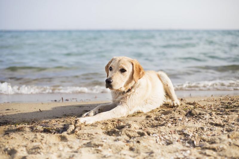 Yellow Labrador on the beach with ocean in the background