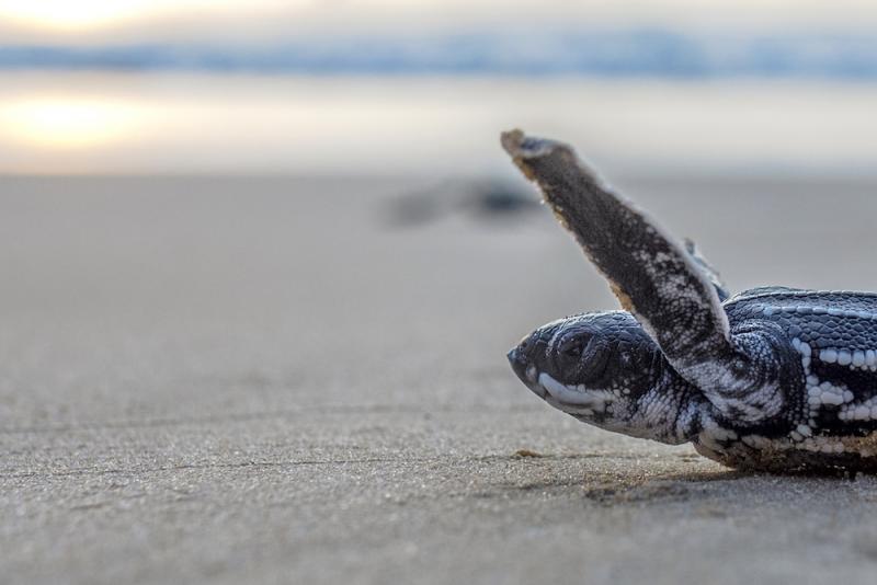baby leatherback sea turtle on the beach making its way to the water