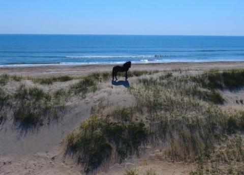 A horse stands on a dune