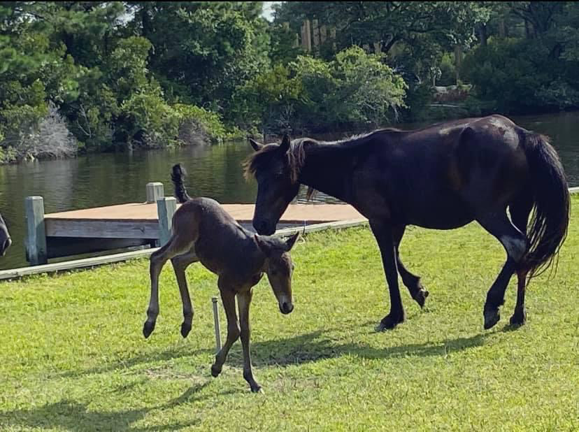 Beatrice the filly kicks up her heels.