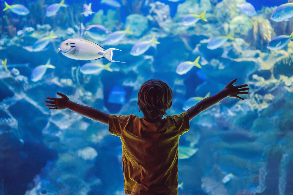 little kid at an aquarium