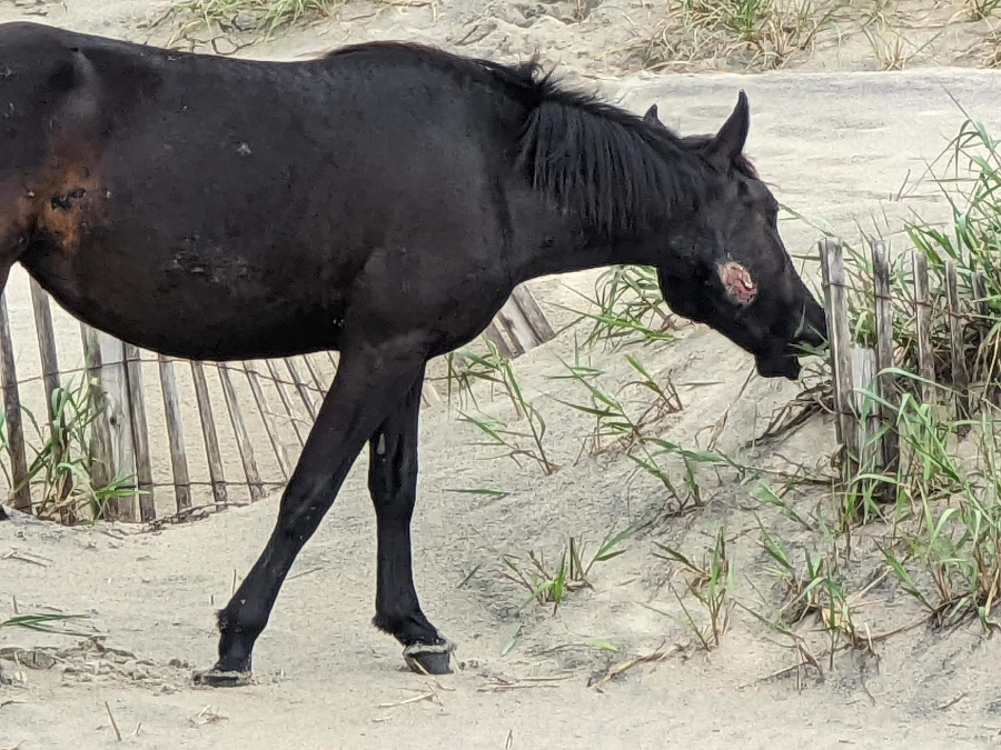 Although difficult to look at, the wounds Alma the Wild Horse suffered appear to be healing.