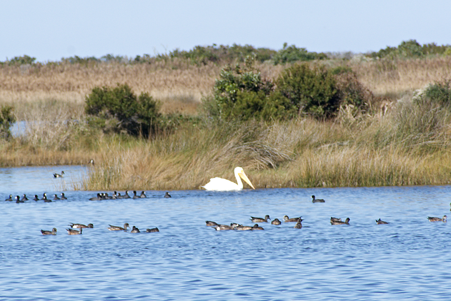 An American White Pelican visits Pea Island National Wildlife Refuge.