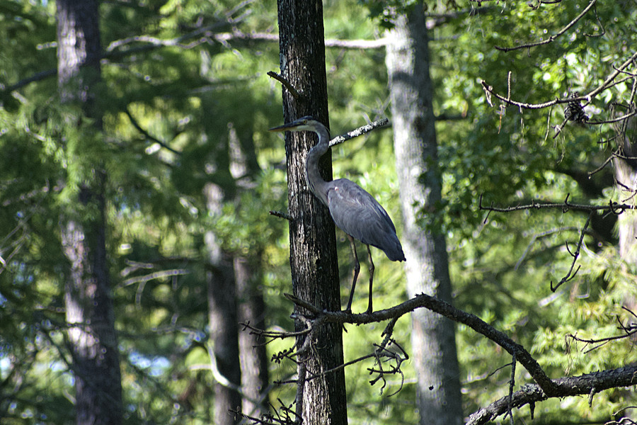 Great Blue Heron perched in a tree.