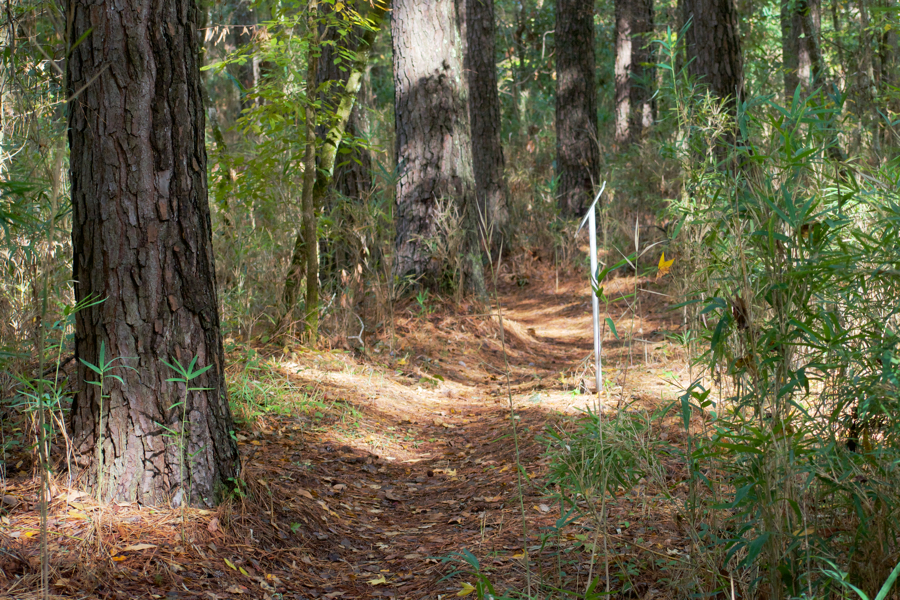 The Birch Lane Trail in Kitty Hawk Woods features towering loblolly pine.