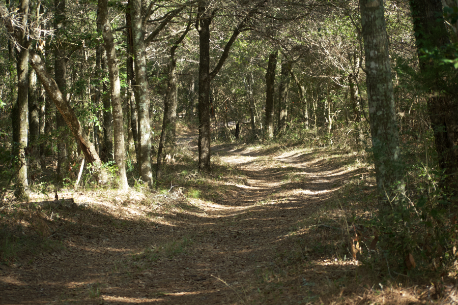 Flowers Ridge Road, one of the roads wandering through Buxton Woods.