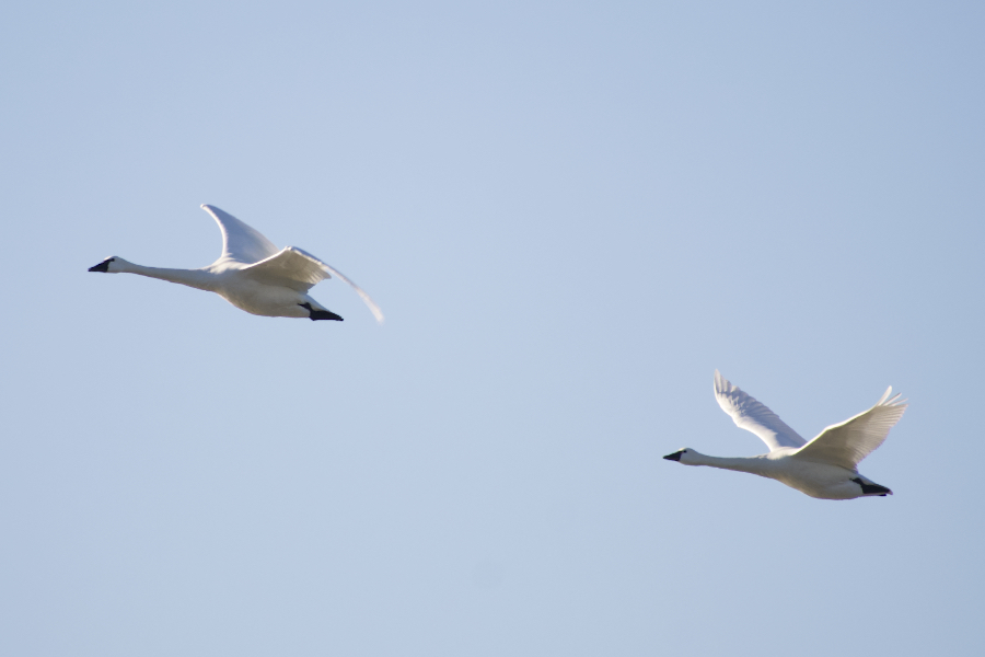 Trumpeter Swans take flight over Pea Island National Wildlife Refuge on Christmas Day.