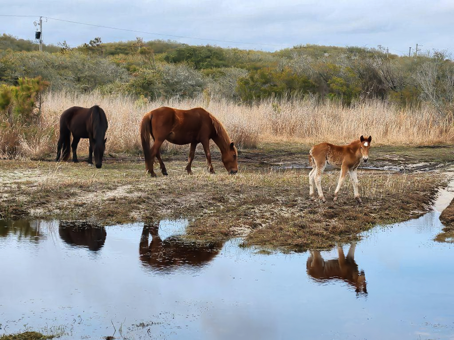 Dove, the latest addition to the Corolla Wild Horse herd.