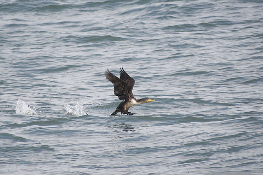 A double-crested cormorant takes flight.