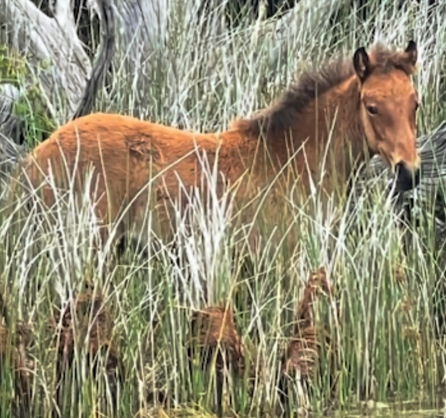 Hard to see but there is a foal in the underbrush.