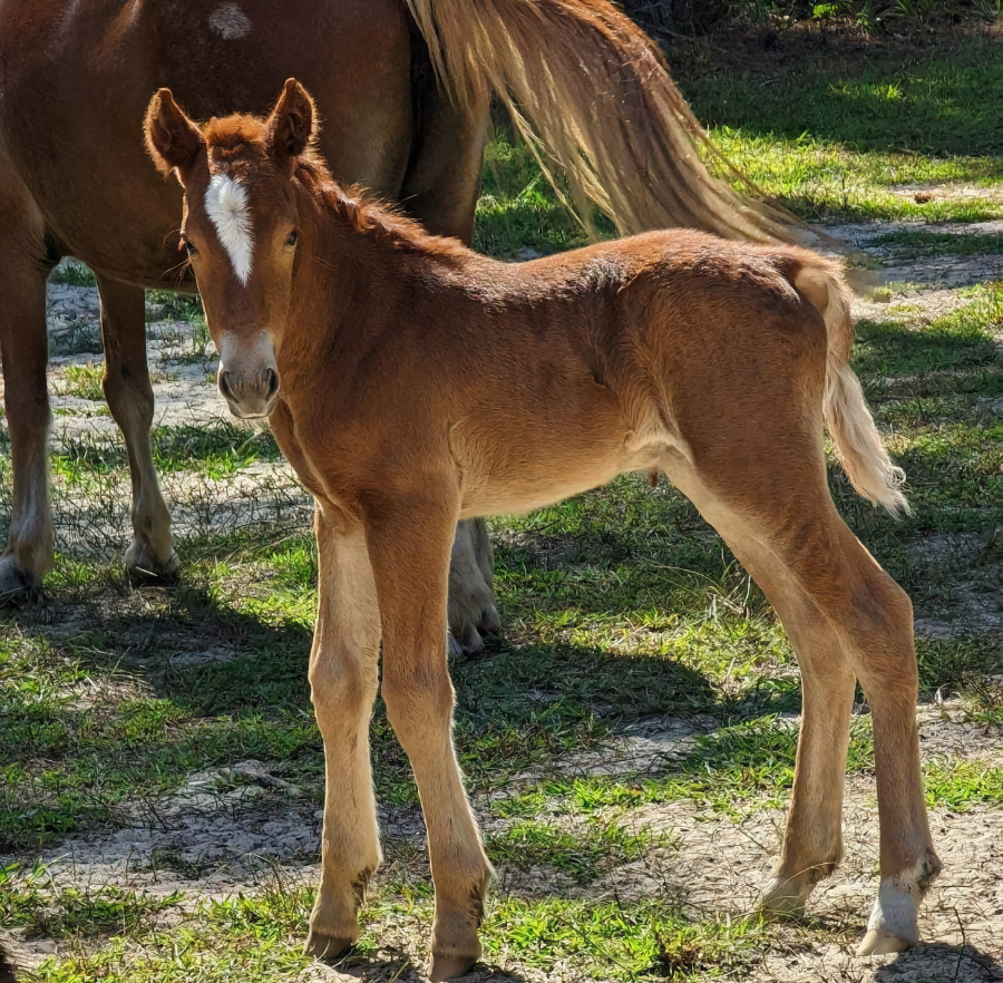 Meet Cosmos the latest addition to the Corolla Wild Mustang herd.