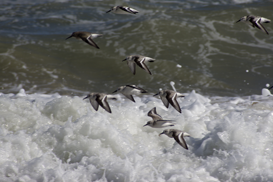 Sandpipers in Flight on the Kitty Hawk beach.