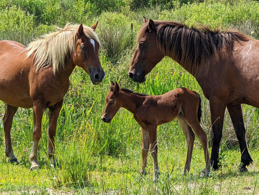 New foal Ceres stands on wobbly legs while watched over by protective mares.