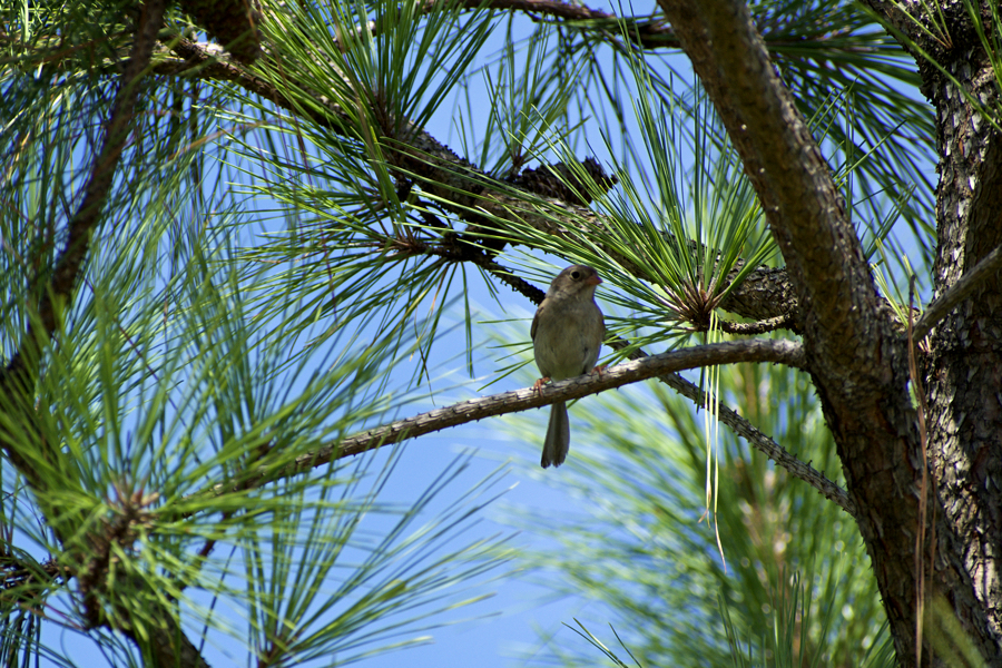 Field sparrow at Run Hill State Natural Area