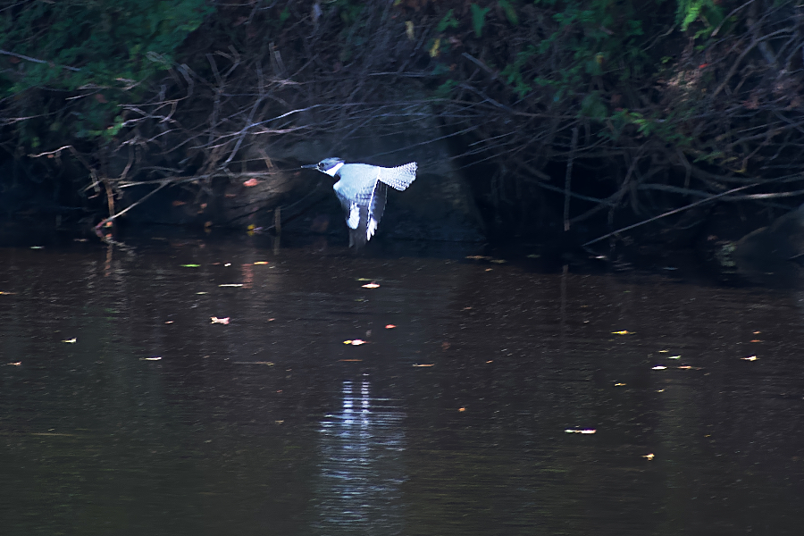 A belted kingfisher in flight at Sandy Run Park.