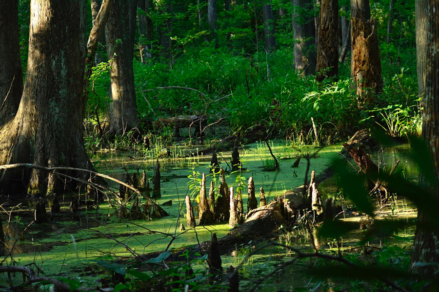 Verdant swamp and marsh line the Birch Lane Trail in Kitty Hawk Woods.