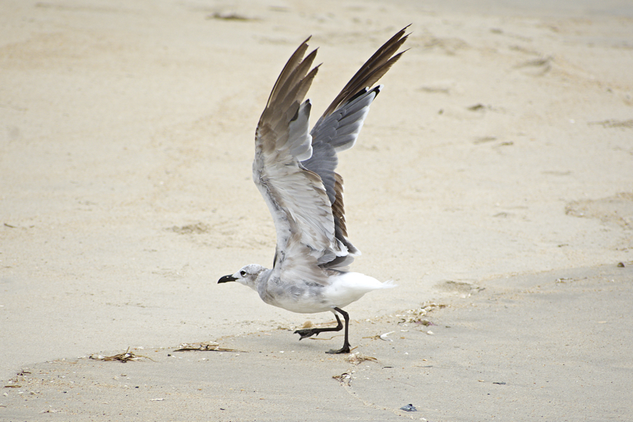 Laughing gulls are common summertime gulls. This gull is probably in its second summer judging by its color.