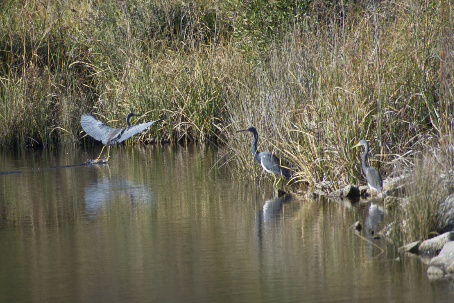 A tri colored heron lands while two other wade in the water for Manteo Marshes.