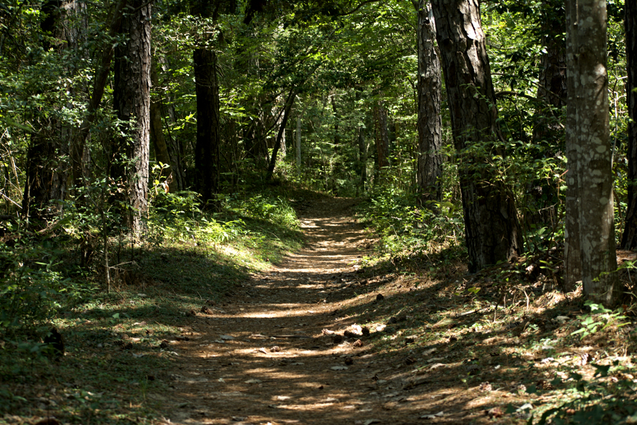 Sweet Gum Swamp Trail in Nags Head Woods.