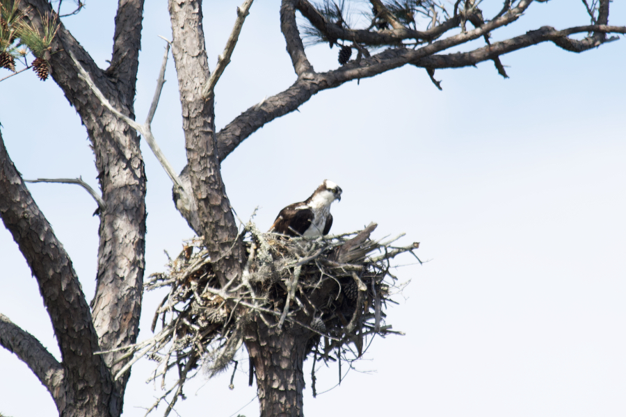 An osprey checks out her surrounding from her nest at Sandy Run Park.