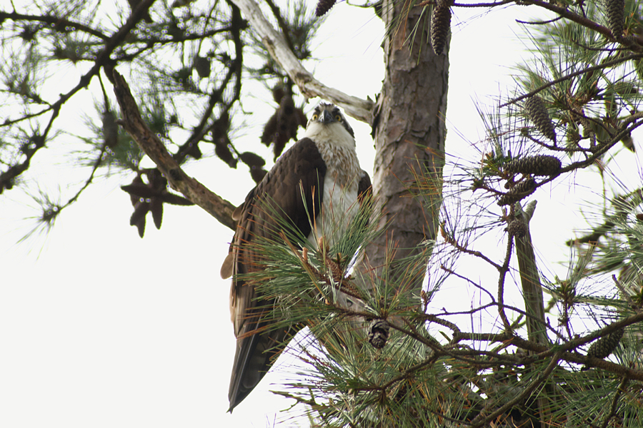 An osprey peers out from the branches of a tree in Sandy Run Park.