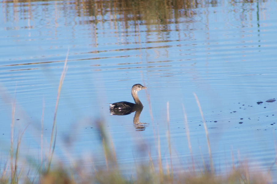 A Pied-Billed Grebe swimming in the south impoundment pond at Pea Island.