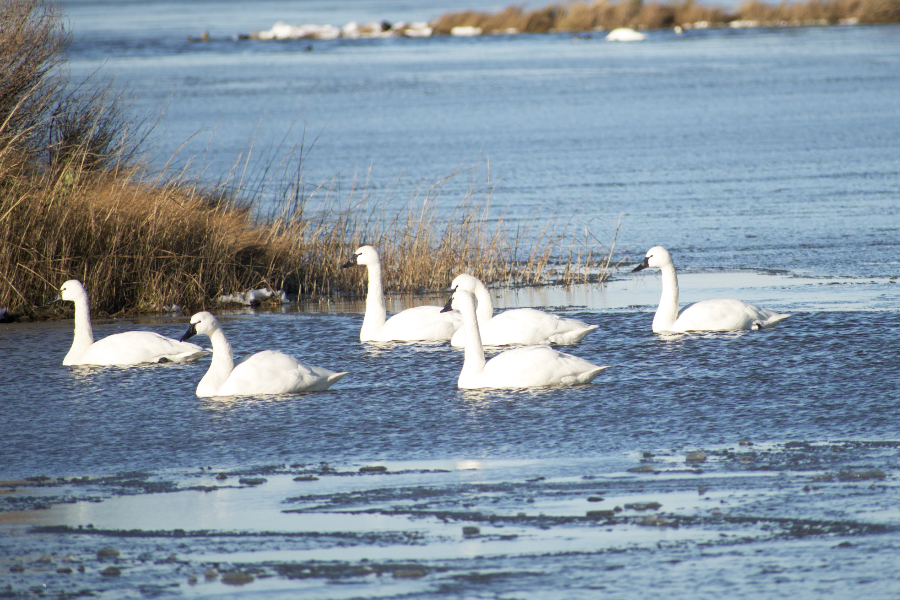 Trumpeter Swans at Pea Island National Wildlife Refuge.