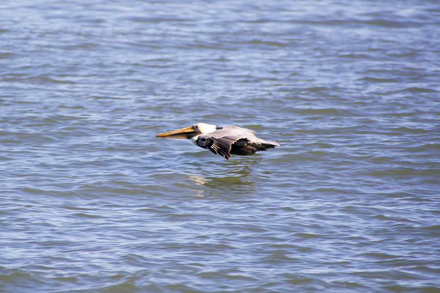 Skimming the water, a brown pelican glides above the waters of the Atlantic. just off Kitty Hawk beach.