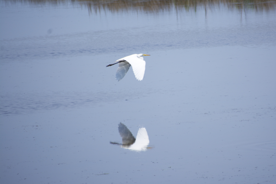 Great Egret flying over Currituck Sound at Pine Island .