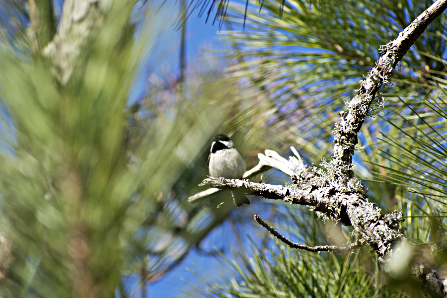 A Carolina Chickadee in the perches in a pine tree along the Pine Island Trail.