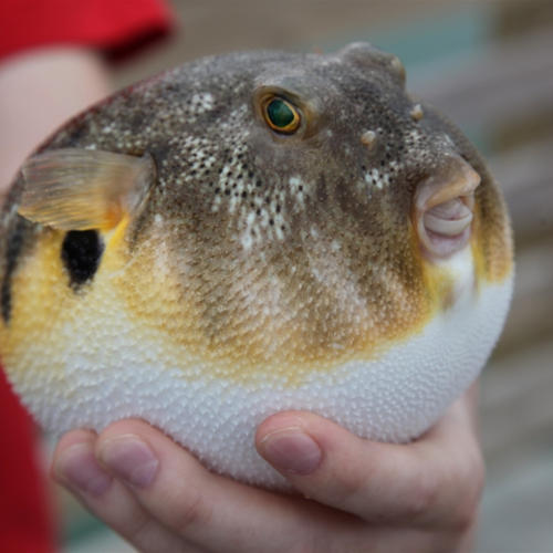 Cooked Puffer Fish