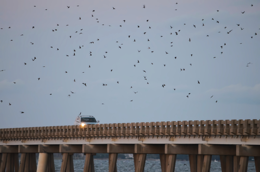 Purple martins swarming around the William Umstead Bridge.