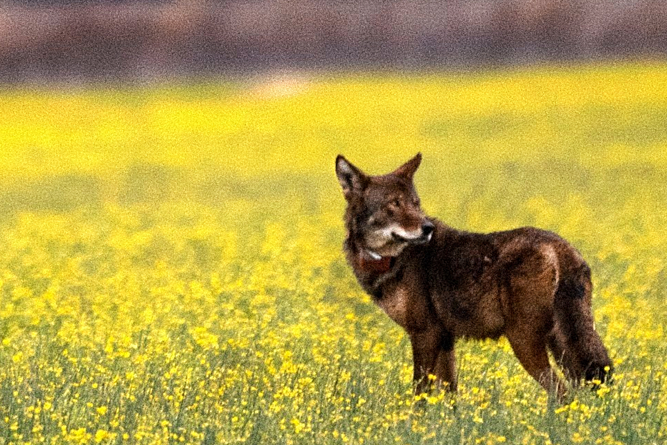 Located across the sounds from the Outer Banks, Red Wolves find a home in Alligator River.