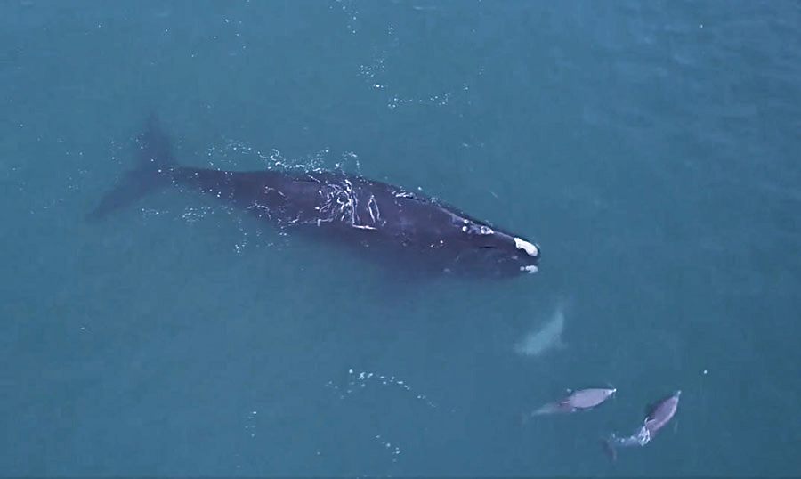 North American Right Whale off Avalon Pier (Photo, Island Free Press)