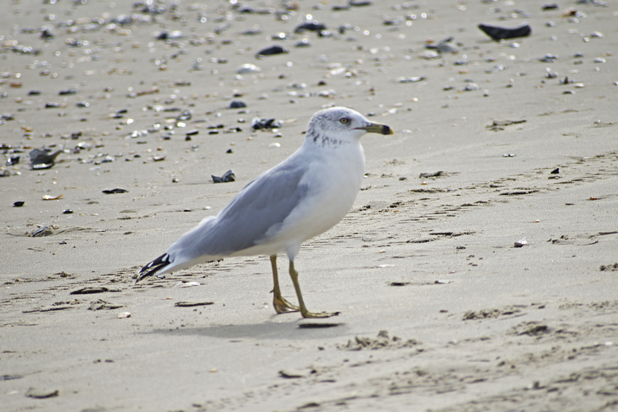 Ring-billed gulls are easily identified by the ring on their bill.
