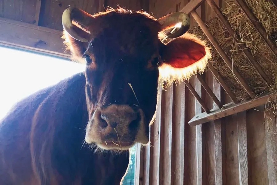 Roxie the Guernsey-Jersey Cow