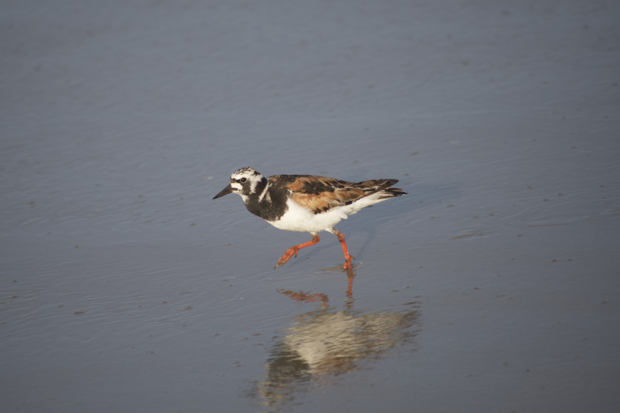 A ruddy turnstone on the beach in Kitty Hawk.