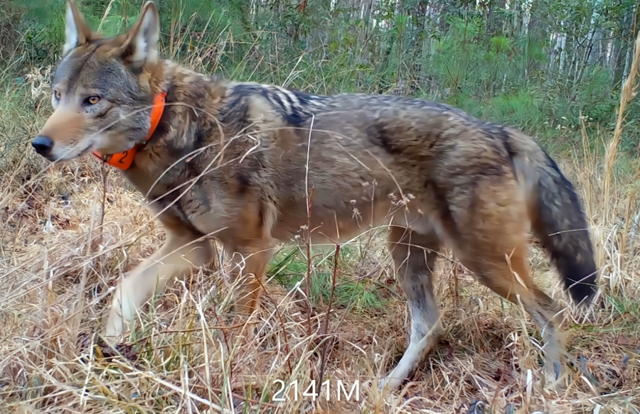 Red Wolf with a blaze orange collar walks through Alligator River National Wildlife Refuge.