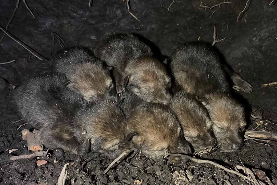 Six red wolf pups were born during the week of April 18 at ARNWR.