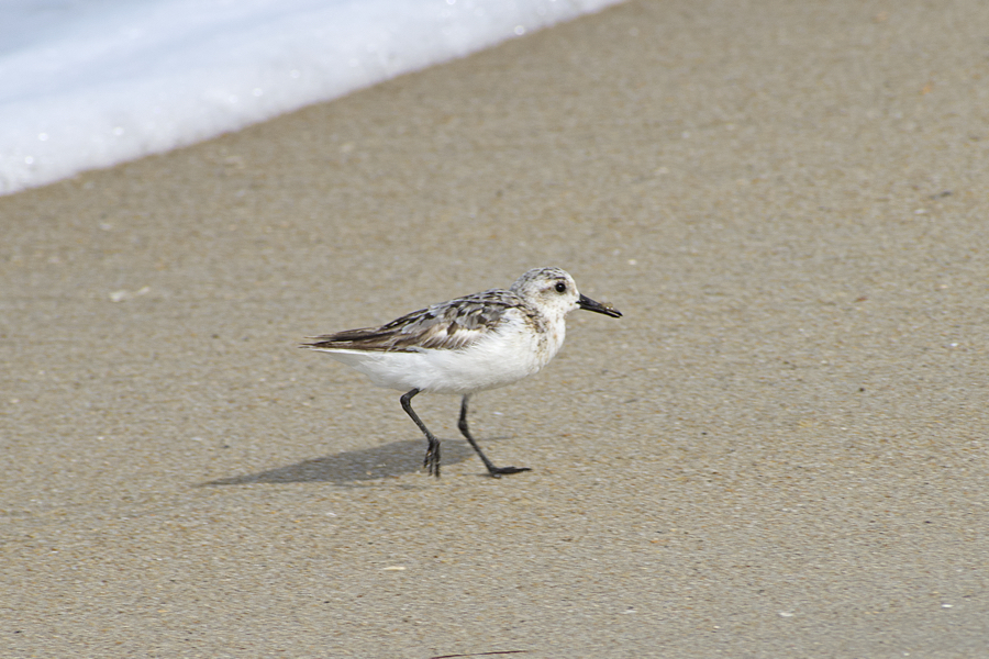 Sanderlings are quick on their feet as they feed at the edge of the surf.